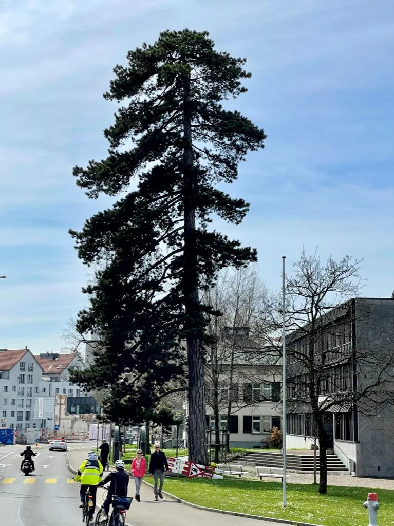Während den letzten 50 Jahren hat sich das Strassenbild rund um die Schwarzkiefer verändert, während der Baum noch immer da steht. Ein Baum, ein Stadthaus, Strassenverkehr und Passanten während eines sonnigen Tages.